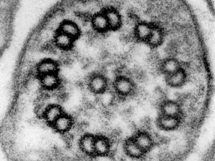 Structure of a cilium