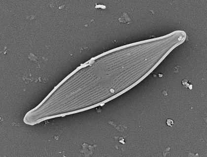 Diatom