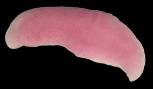 view Xenoturbella, marine worm related to humans