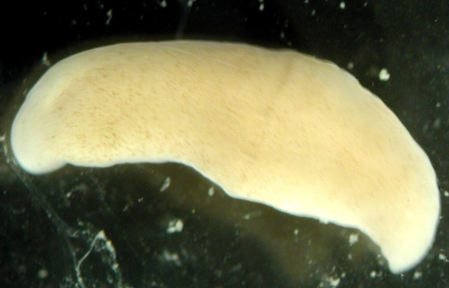 Xenoturbella, marine worm related to humans