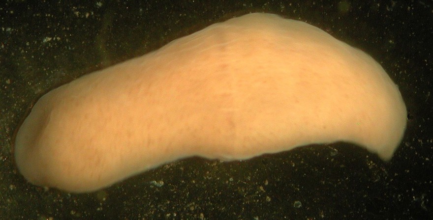 Xenoturbella, marine worm related to humans