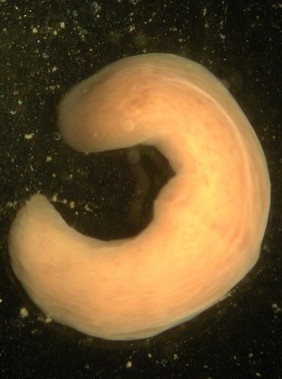 Xenoturbella, marine worm related to humans