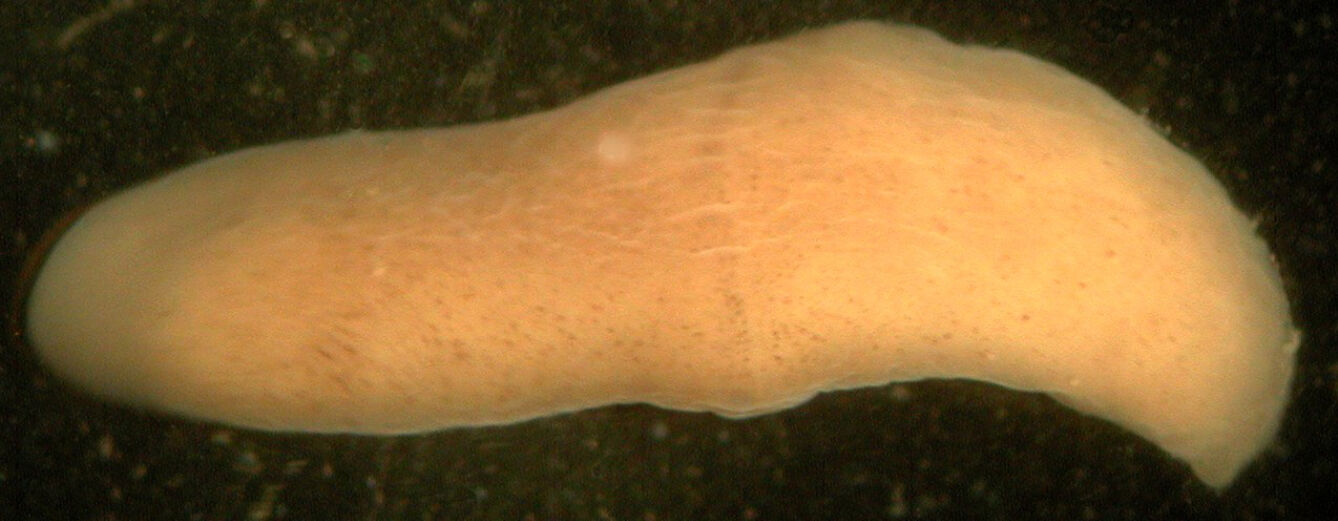 Xenoturbella, marine worm related to humans