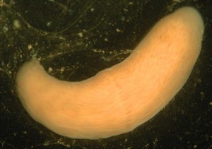 view Xenoturbella, marine worm related to humans