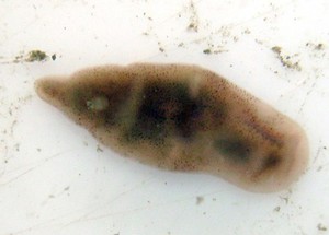 view Xenoturbella, marine worm related to humans