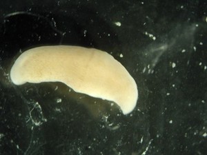 view Xenoturbella, marine worm related to humans