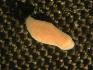 view Xenoturbella, marine worm related to humans