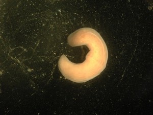 view Xenoturbella, marine worm related to humans