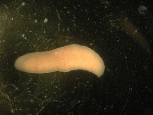 view Xenoturbella, marine worm related to humans