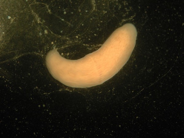 Xenoturbella, marine worm related to humans