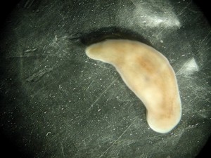 view Xenoturbella, marine worm related to humans