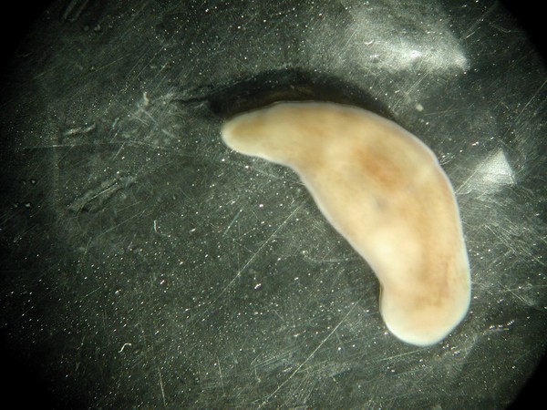 Xenoturbella, marine worm related to humans
