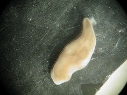 Xenoturbella, marine worm related to humans