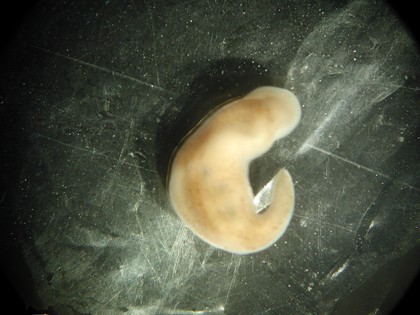 Xenoturbella, marine worm related to humans