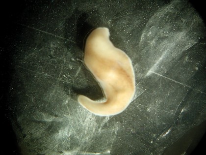 Xenoturbella, marine worm related to humans