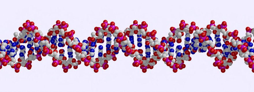 DNA double helix