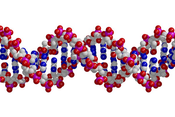 DNA double helix