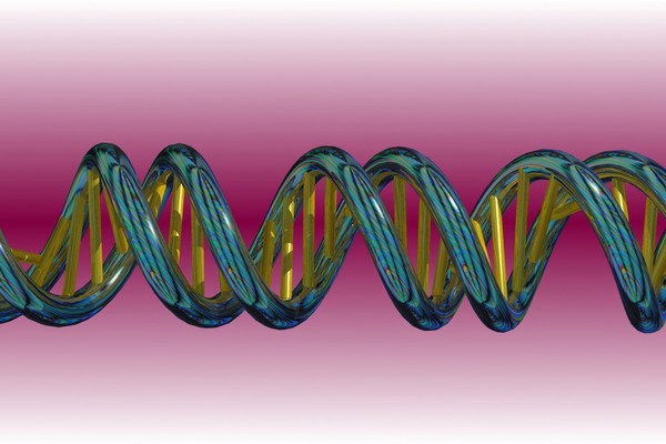 Model of a DNA double helix according to the correct dimensions of the natural molecule.