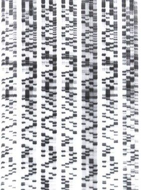 DNA sequencing. This method of DNA sequencing is called di-deoxy sequencing. It is used to determine the order of bases (A,C,G and T) in a piece of DNA using radioactively-labelled modified nucleotides. They are then separated by electrophoresis in a polyacrylamide gel and detected on x-ray film by a process called autoradiography.