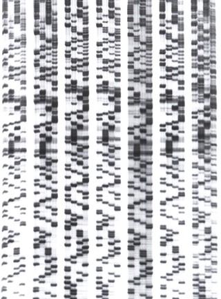 DNA sequencing. This method of DNA sequencing is called di-deoxy sequencing. It is used to determine the order of bases (A,C,G and T) in a piece of DNA using radioactively-labelled modified nucleotides. They are then separated by electrophoresis in a polyacrylamide gel and detected on x-ray film by a process called autoradiography.
