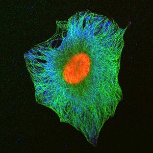 view Human cell showing nucleus and tubulin