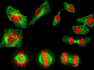 view Human cells showing the stages of cell division starting with interphase second from the left on the top. Progressing anticlockwise the stages shown are: early prophase (centrosome not yet separated), late prophase (centrosome separated and DNA condensation), prometaphase (incomplete chromosome attachment), metaphase (chromosomes all attached and aligned), anaphase (chromosome separation), telophase (formation of midbody and cells begin to flatten), early cytokinesis (chromosomes decondensed and nuclear envelope reformed) and late cytokinesis (cells move apart).