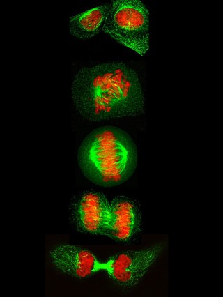 Human cells showing the stages of cell division starting with interphase at the top. Progressing down, the stages shown are: prophase, metaphase (chromosomes all attached and aligned), anaphase (chromosome separation)and telophase (formation of midbody and cells begin to flatten).