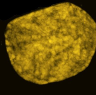 Nucleus in early prophase