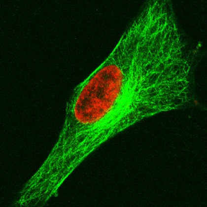 Human cell in interphase showing the tubulin component of the cytoskeleton in green and the DNA in red. The centrosome, to which the microtubules attach, can be seen to the right of the nucleus.
