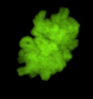 view Nucleus in prometaphase. The chromosomes are stained green. The chromatin has condensed but there is not yet complete attachment of the chromosomes to the spindle (not visible in the image).