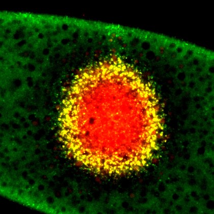 Drosophila embryo polarity - role of bicoid gene