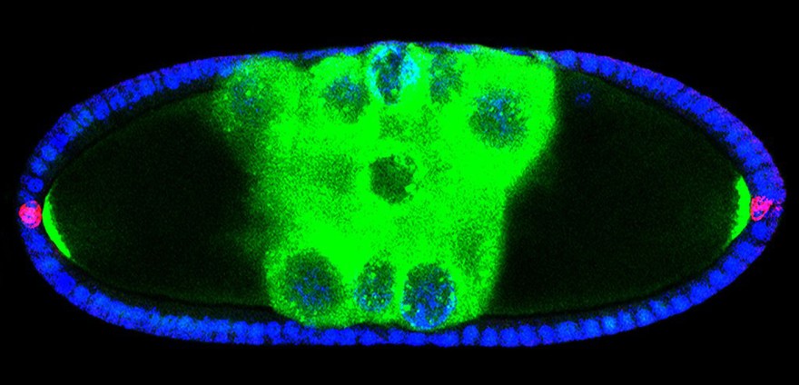 2 fused Drosophila egg chambers caused by mutant Notch gene