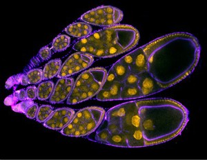 view Drosophila ovaries stained for actin/purple and DNA/orange.