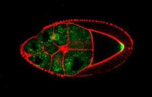 view Drosophila oocyte showing actin/red and GFP-Staufen/green