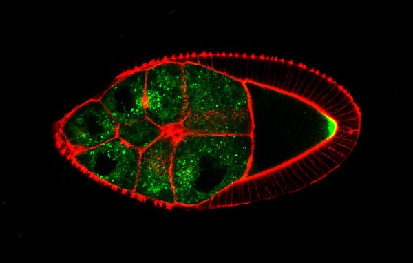 Drosophila oocyte showing actin/red and GFP-Staufen/green