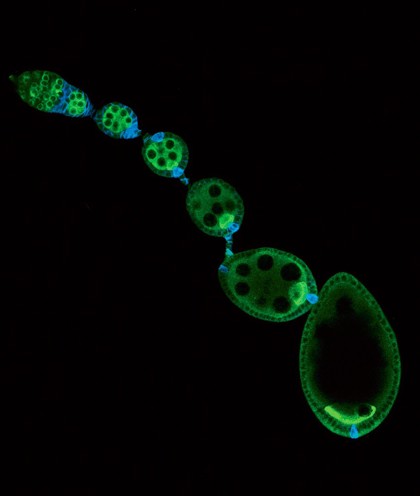 Oogenesis in Drosophila ovariole