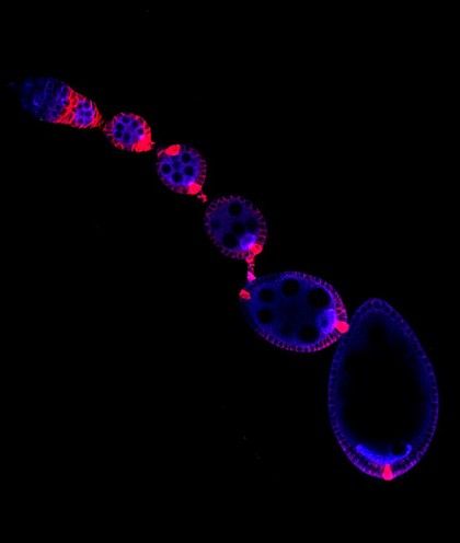 Oogenesis in Drosophila ovariole