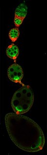 Oogenesis in Drosophila ovariole