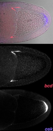Genetic control of polarity in Drosophila oocyte