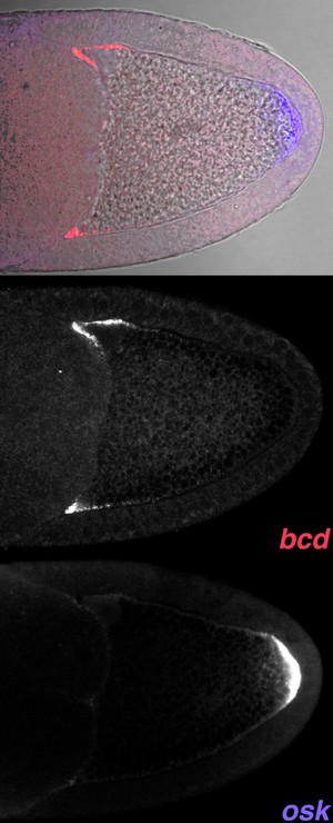 view Genetic control of polarity in Drosophila oocyte