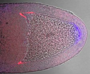 view Genes determining polarity in Drosophila oocyte