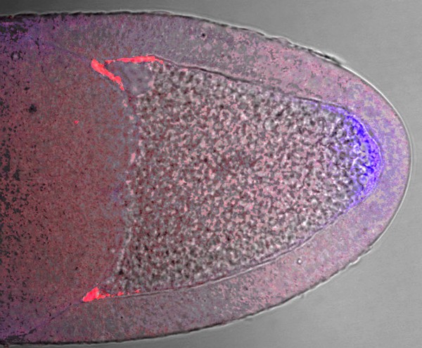 Genes determining polarity in Drosophila oocyte