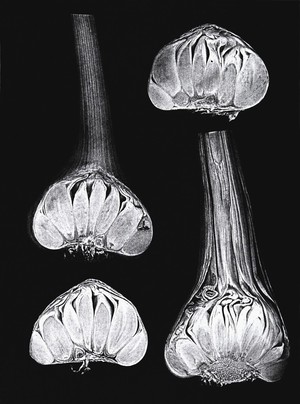 view Bulbs of garlic