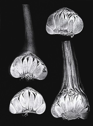 Bulbs of garlic