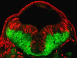 view Zebrafish hindbrain showing the ventricular zone, where cells are proliferating, in red, and the zone of differentiating neurons in green.