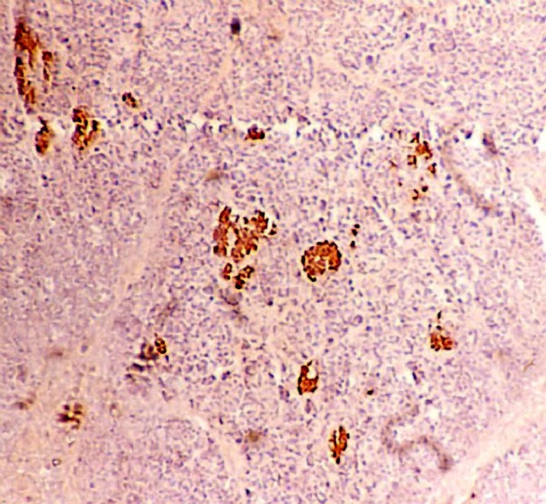 Insulin secretion in islets of Langerhans, pancreas