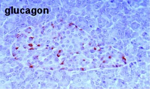 view Alpha cells secreting glucagon, human pancreas