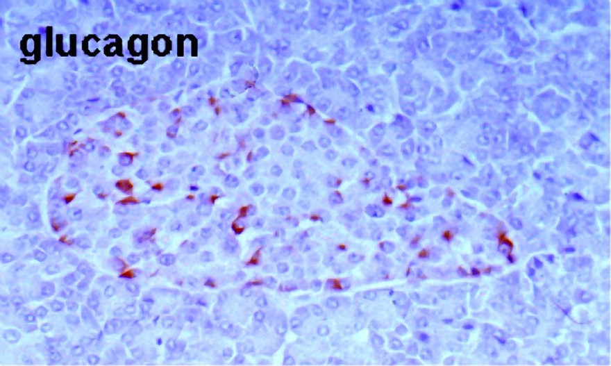 Alpha cells secreting glucagon, human pancreas
