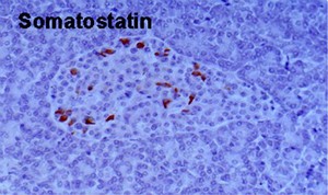 view Somatostatin secretion in pancreas islets