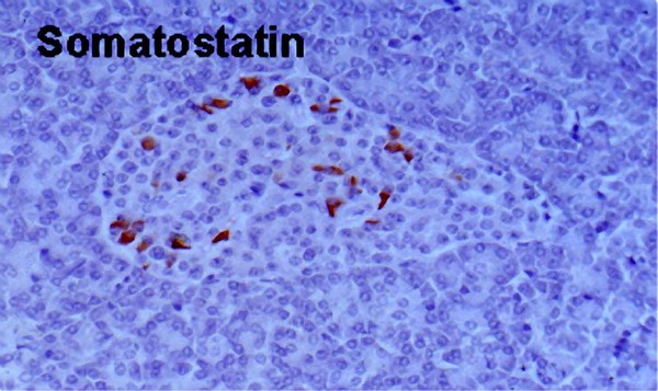 Somatostatin secretion in pancreas islets